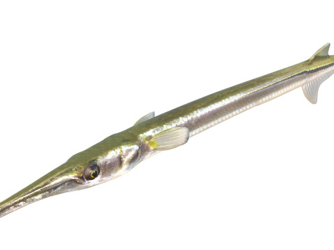 Atlantic needlefish fish 3D Model