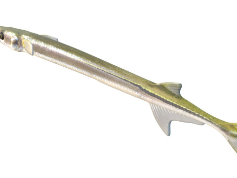 Atlantic needlefish fish 3D Model