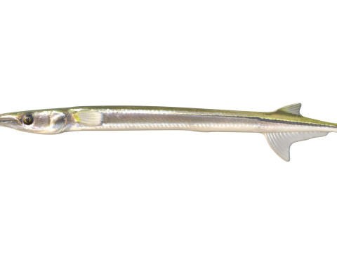 Atlantic needlefish fish 3D Model