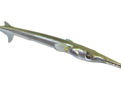 Atlantic needlefish fish 3D Model