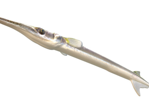Atlantic needlefish fish 3D Model