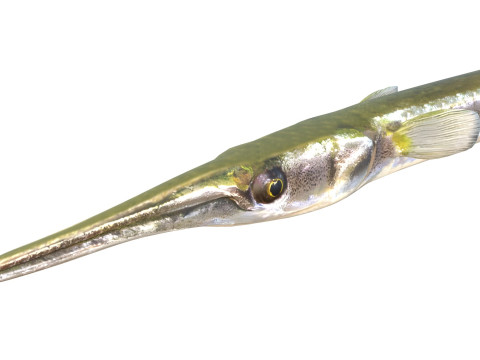 Atlantic needlefish fish 3D Model