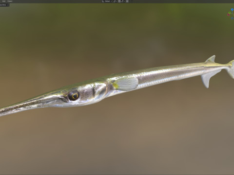 Atlantic needlefish fish 3D Model