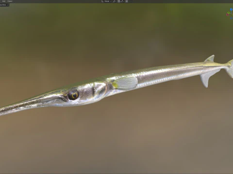 अटलांटिक नीडलफिश मछली 3D मॉडल
