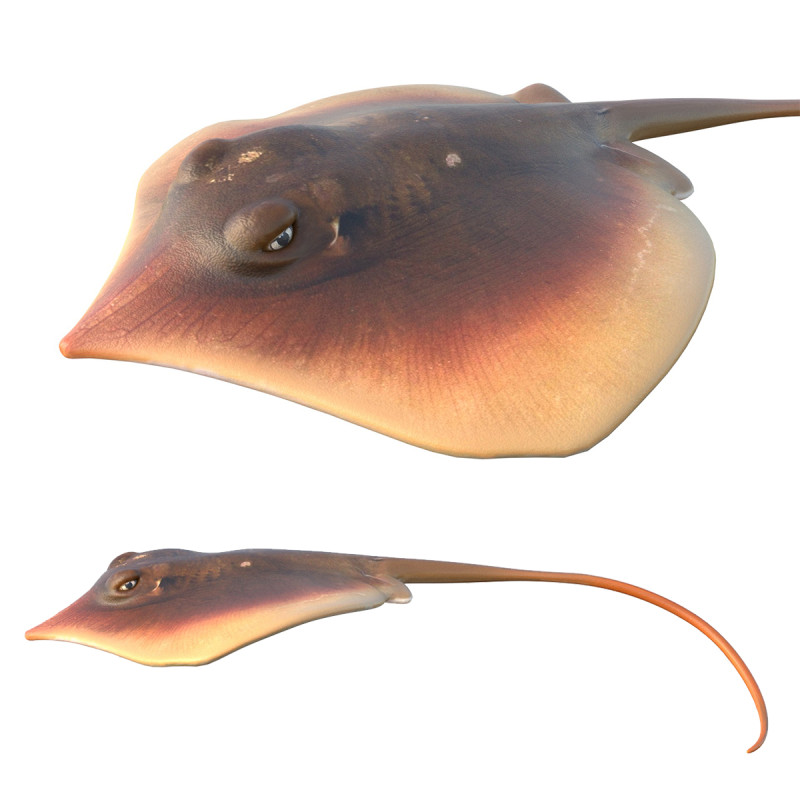 Pez raya del Atlántico Modelo 3D .c4d .max .obj .3ds .fbx .stl .blend 