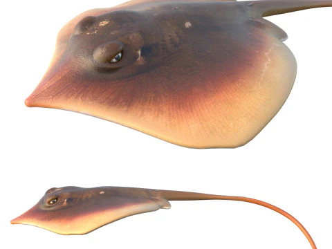 Ikan Pari Atlantik Model 3D