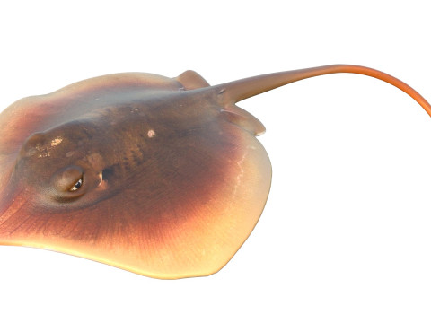 Pez raya del Atlántico Modelo 3D