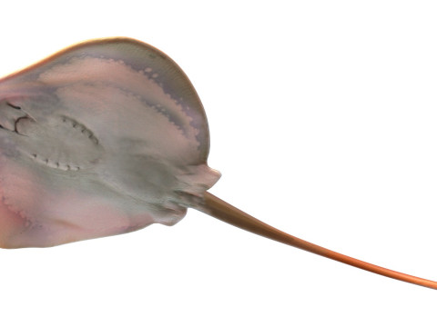 Pez raya del Atlántico Modelo 3D