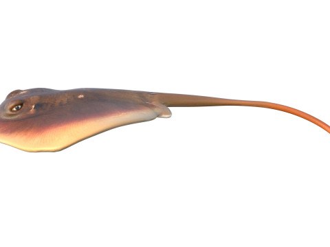 Pez raya del Atlántico Modelo 3D