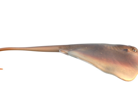 Pez raya del Atlántico Modelo 3D