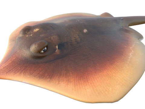 Pez raya del Atlántico Modelo 3D