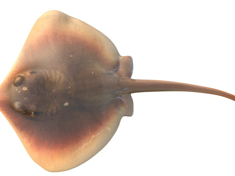 Pez raya del Atlántico Modelo 3D