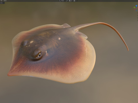 Pez raya del Atlántico Modelo 3D