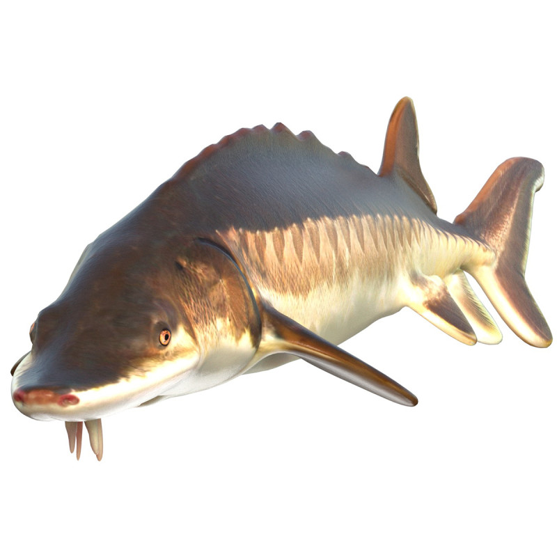 Atlantic Sturgeon fish 3D Model .c4d .max .obj .3ds .fbx .stl .blend 