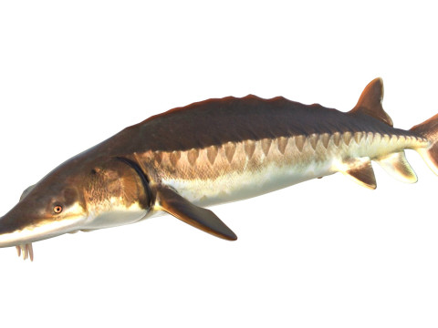 Atlantic Sturgeon fish 3D Model