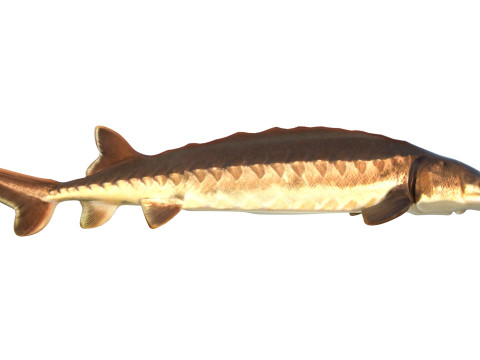Atlantic Sturgeon fish 3D Model