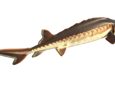Atlantic Sturgeon fish 3D Model
