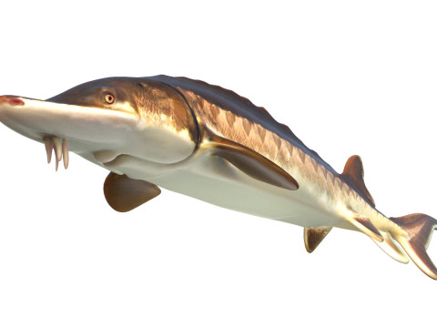 Atlantic Sturgeon fish 3D Model