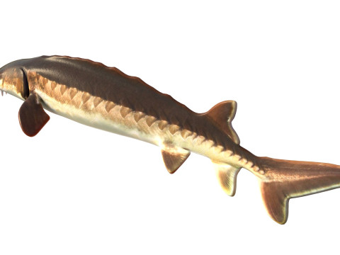 Atlantic Sturgeon fish 3D Model
