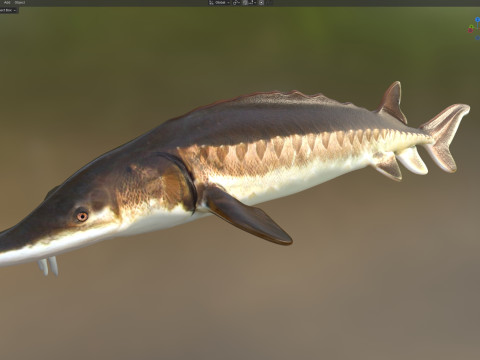 Atlantic Sturgeon fish 3D Model
