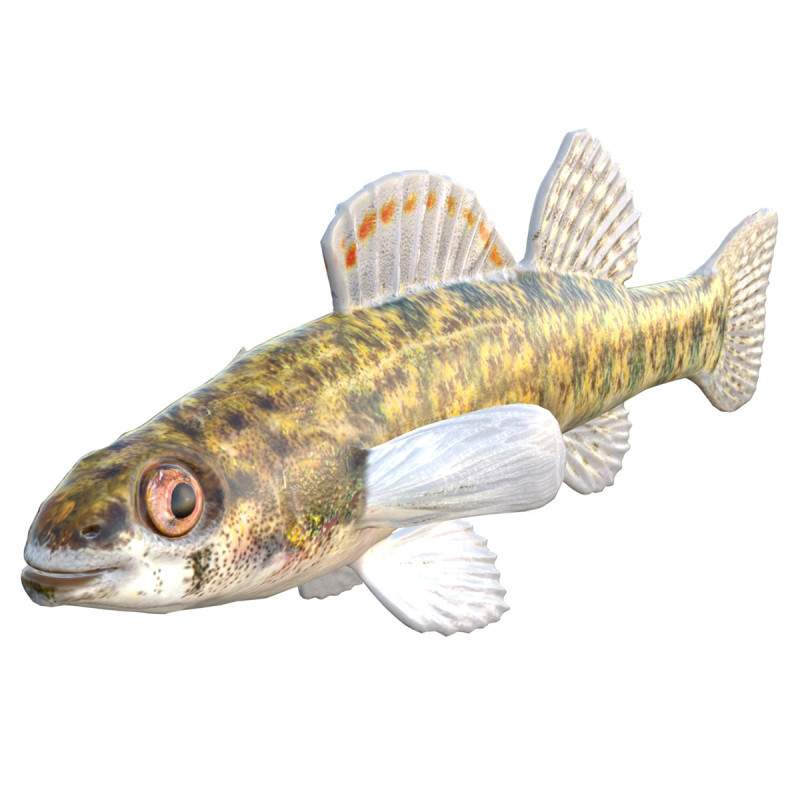 Durgun su Darter balığı 3D Model .c4d .max .obj .3ds .fbx .stl .blend 