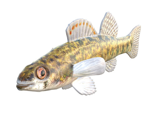 Durgun su Darter balığı 3D Model