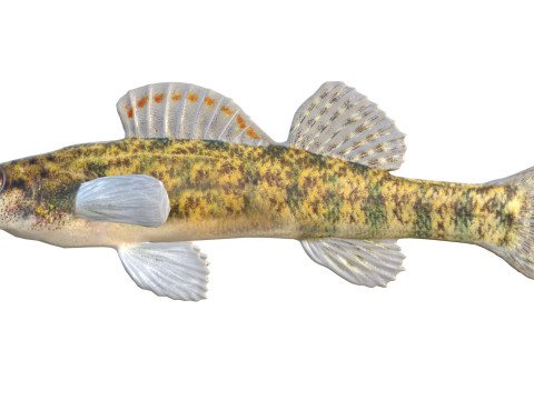 Durgun su Darter balığı 3D Model
