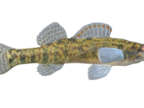 Durgun su Darter balığı 3D Model