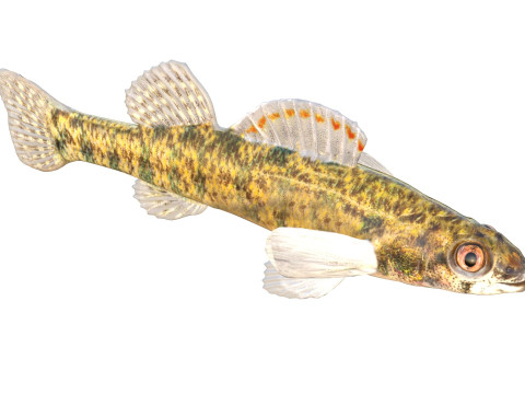 Durgun su Darter balığı 3D Model