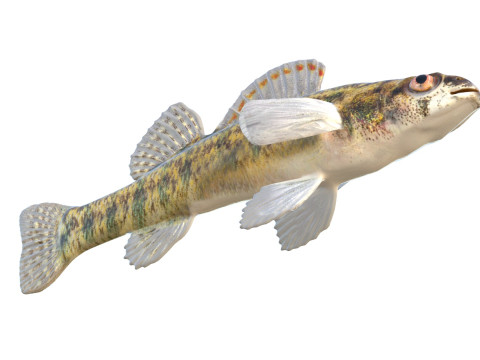 Durgun su Darter balığı 3D Model