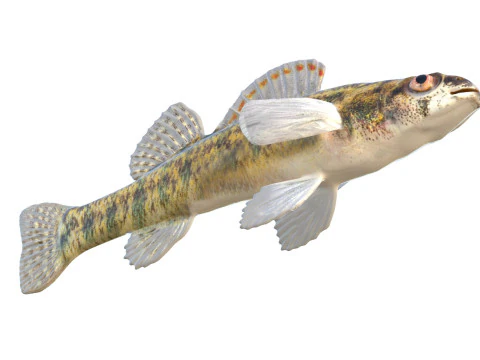 Backwater Darter fish 3D Model