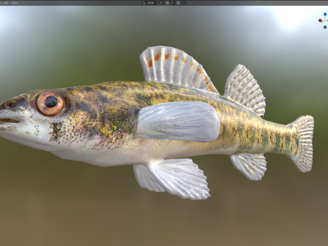 Durgun su Darter balığı 3D Model
