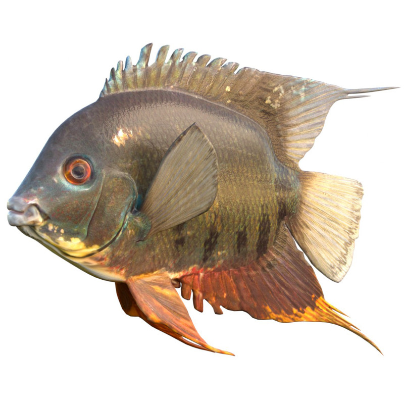 Полосатая рыба-цихлида 3D Модель .c4d .max .obj .3ds .fbx .stl .blend 