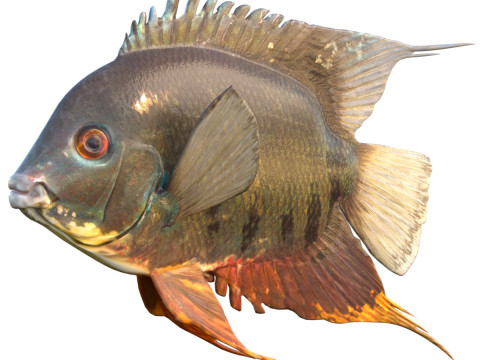 Полосатая рыба-цихлида 3D Модель