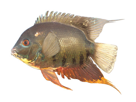 Полосатая рыба-цихлида 3D Модель