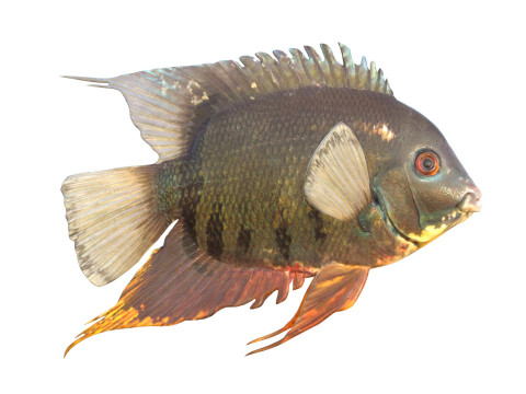 Полосатая рыба-цихлида 3D Модель