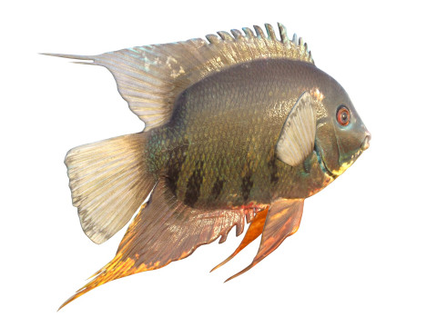 Полосатая рыба-цихлида 3D Модель