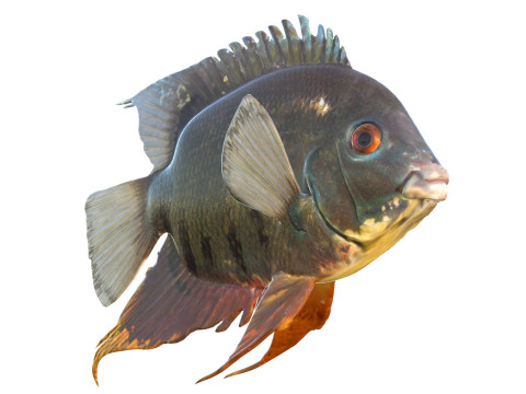 Полосатая рыба-цихлида 3D Модель