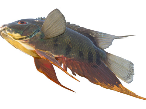 Полосатая рыба-цихлида 3D Модель