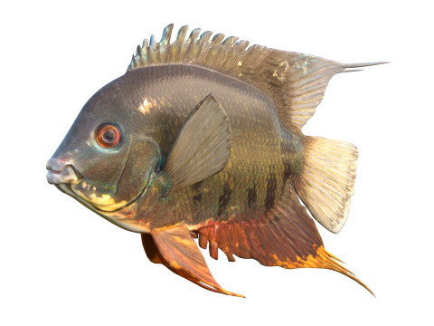 Полосатая рыба-цихлида 3D Модель