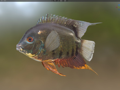 Полосатая рыба-цихлида 3D Модель