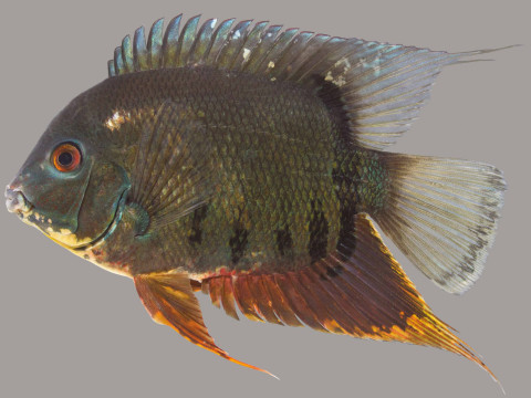 Полосатая рыба-цихлида 3D Модель