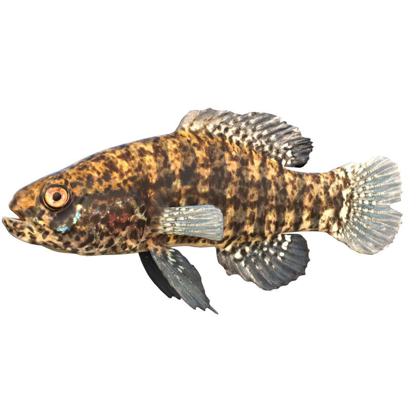 बैंडेड पिग्मी सनफिश 3D मॉडल .c4d .max .obj .3ds .fbx .stl .blend