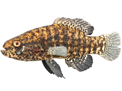 Pez luna pigmeo con bandas Modelo 3D