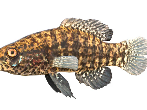 बैंडेड पिग्मी सनफिश 3D मॉडल