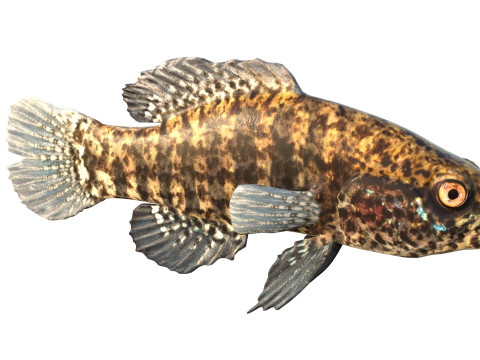 带状侏儒翻车鱼 3D 模型