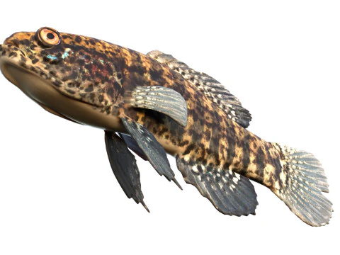 बैंडेड पिग्मी सनफिश 3D मॉडल