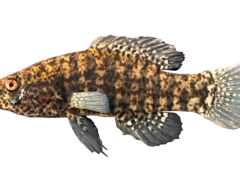 बैंडेड पिग्मी सनफिश 3D मॉडल