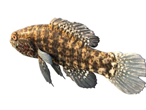 बैंडेड पिग्मी सनफिश 3D मॉडल