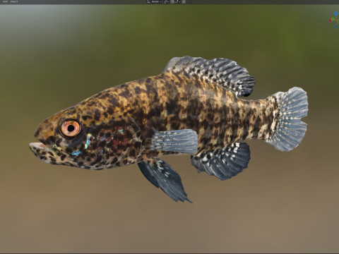 带状侏儒翻车鱼 3D 模型